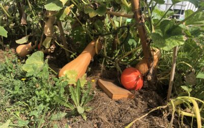 Tous au jardin en famille